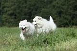 SAMOYEDE 035